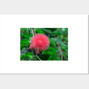 Calliandra (Powder puff plant) Posters and Art